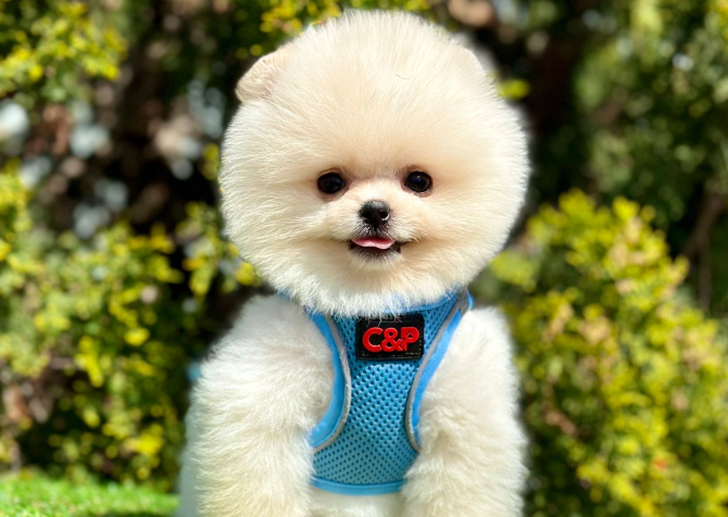 Ayıcık Boo Pomeranian